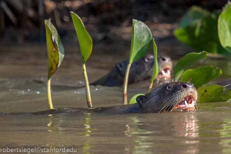 giant river otter